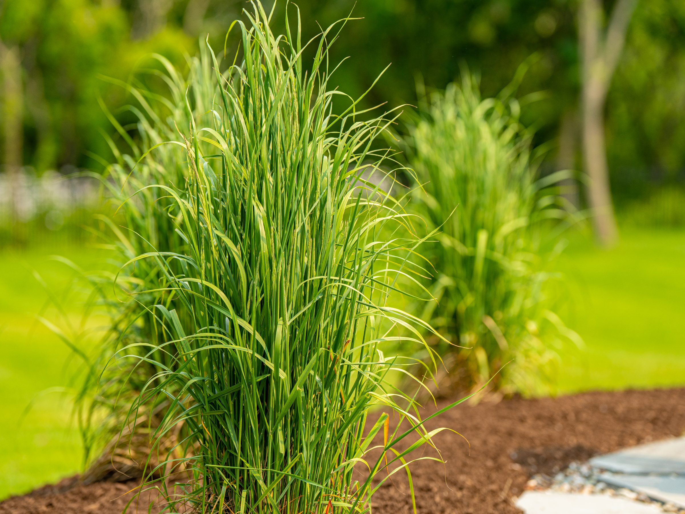 Ornamental grass growing in landscaped garden bed