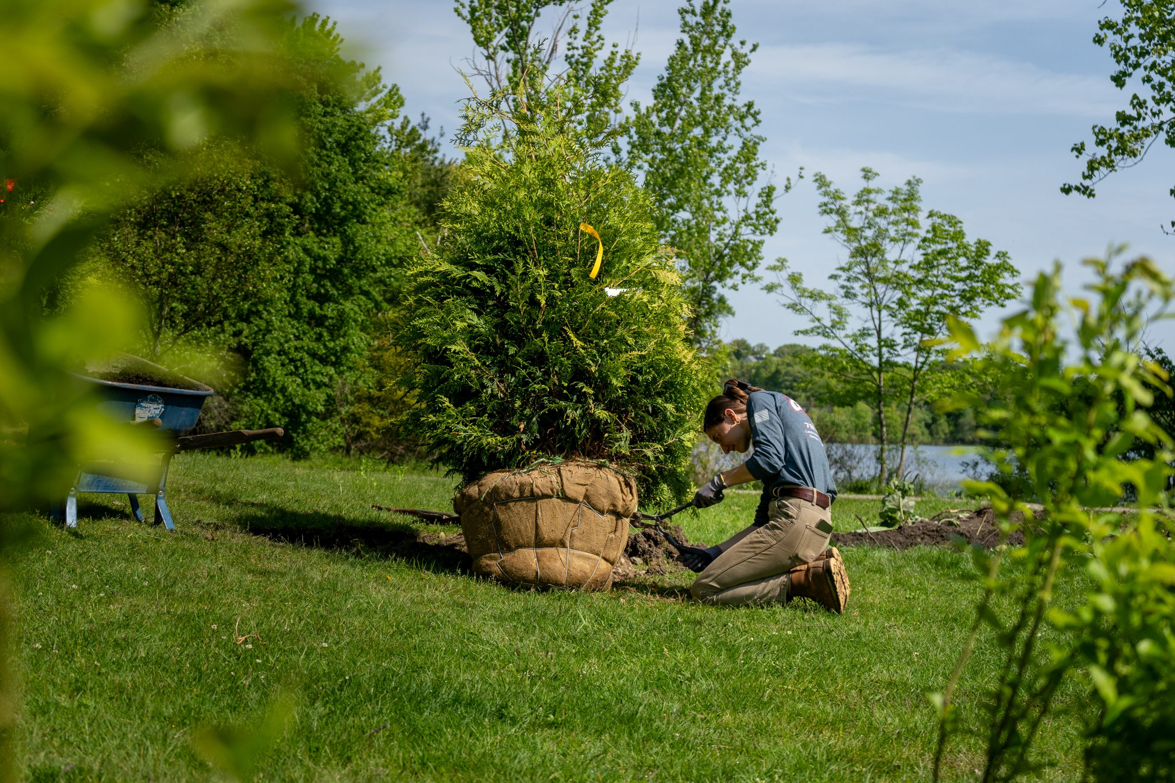 Person planting large burlap-wrapped tree near lake