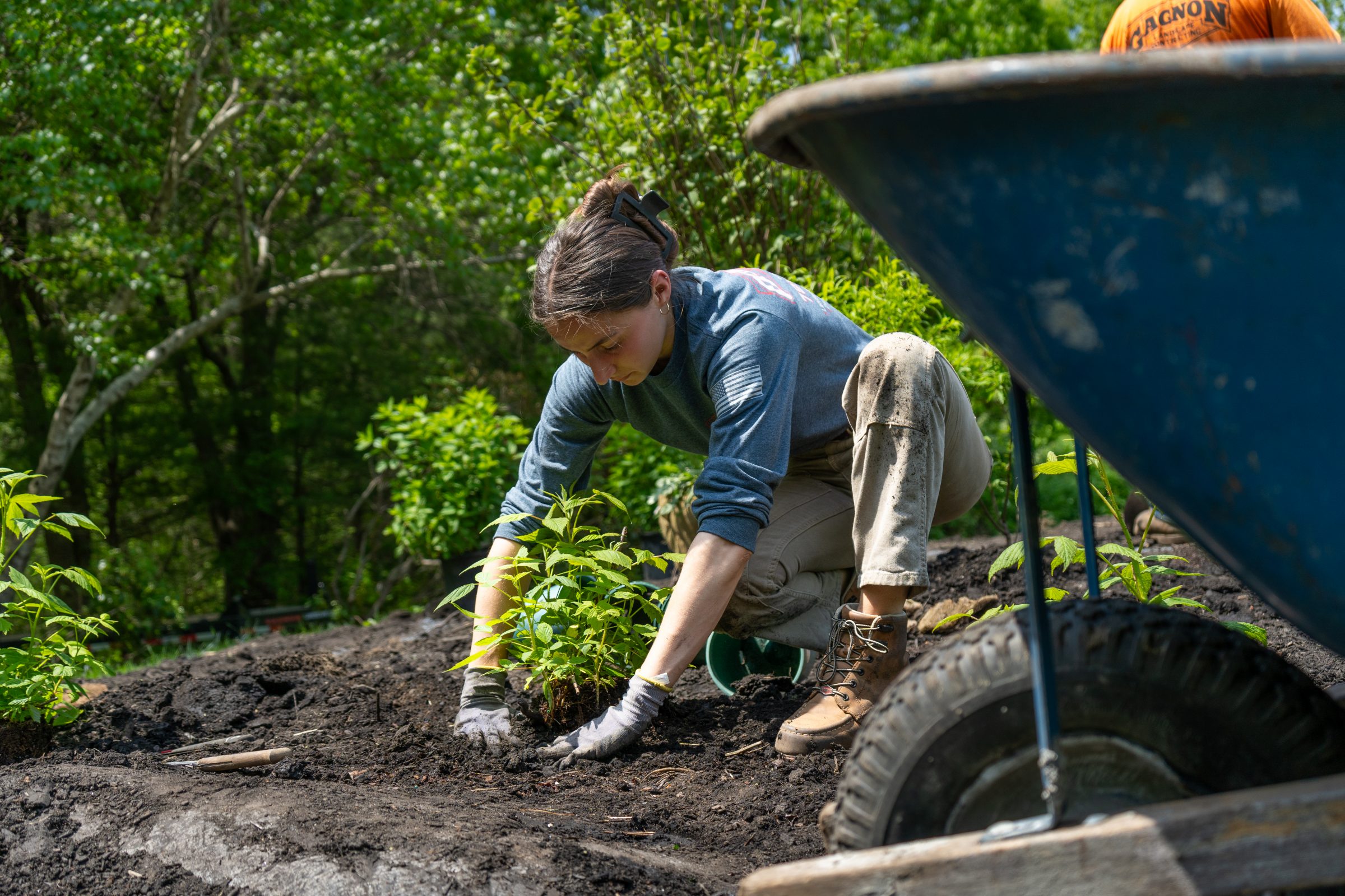 Woman planting shrub in garden bed