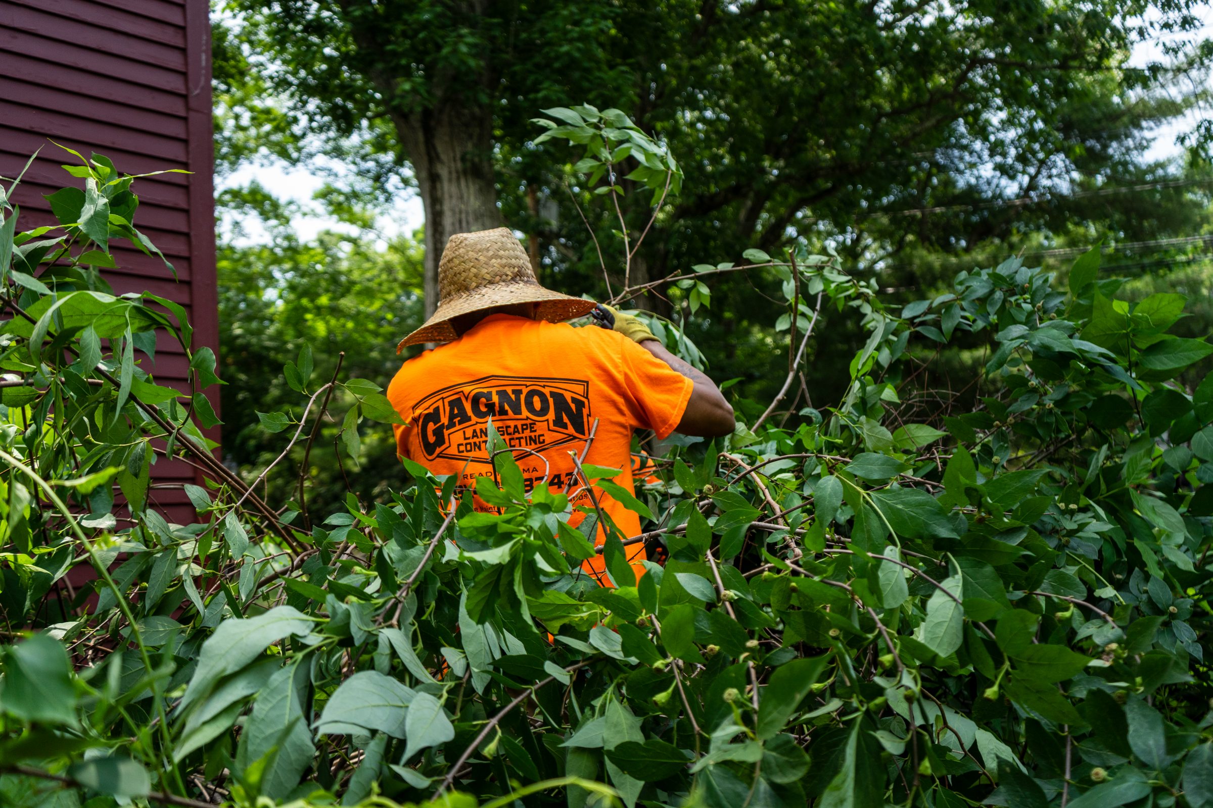 Landscaper trimming dense bushes beside house