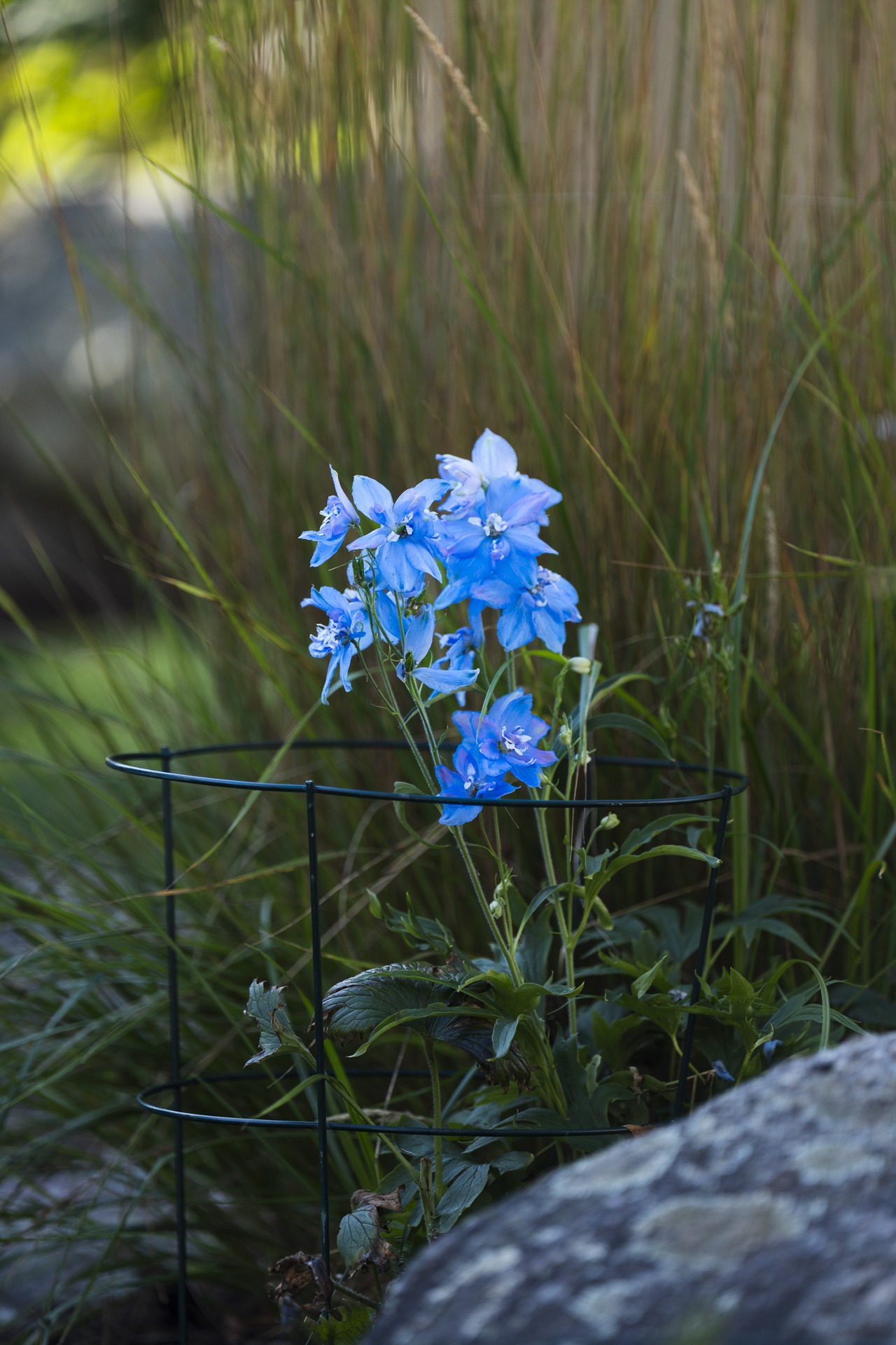 Blue delphinium flowers in garden with wire support
