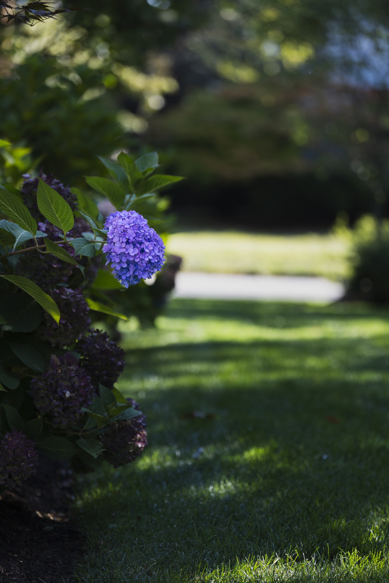 Purple hydrangea bloom in sunlit garden