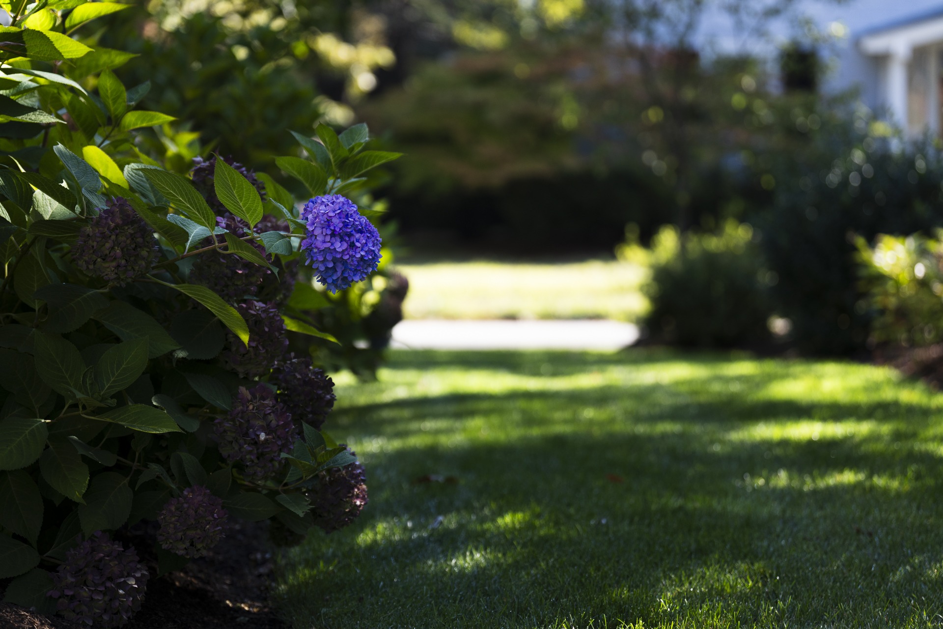 Purple hydrangea bloom in sunny backyard garden