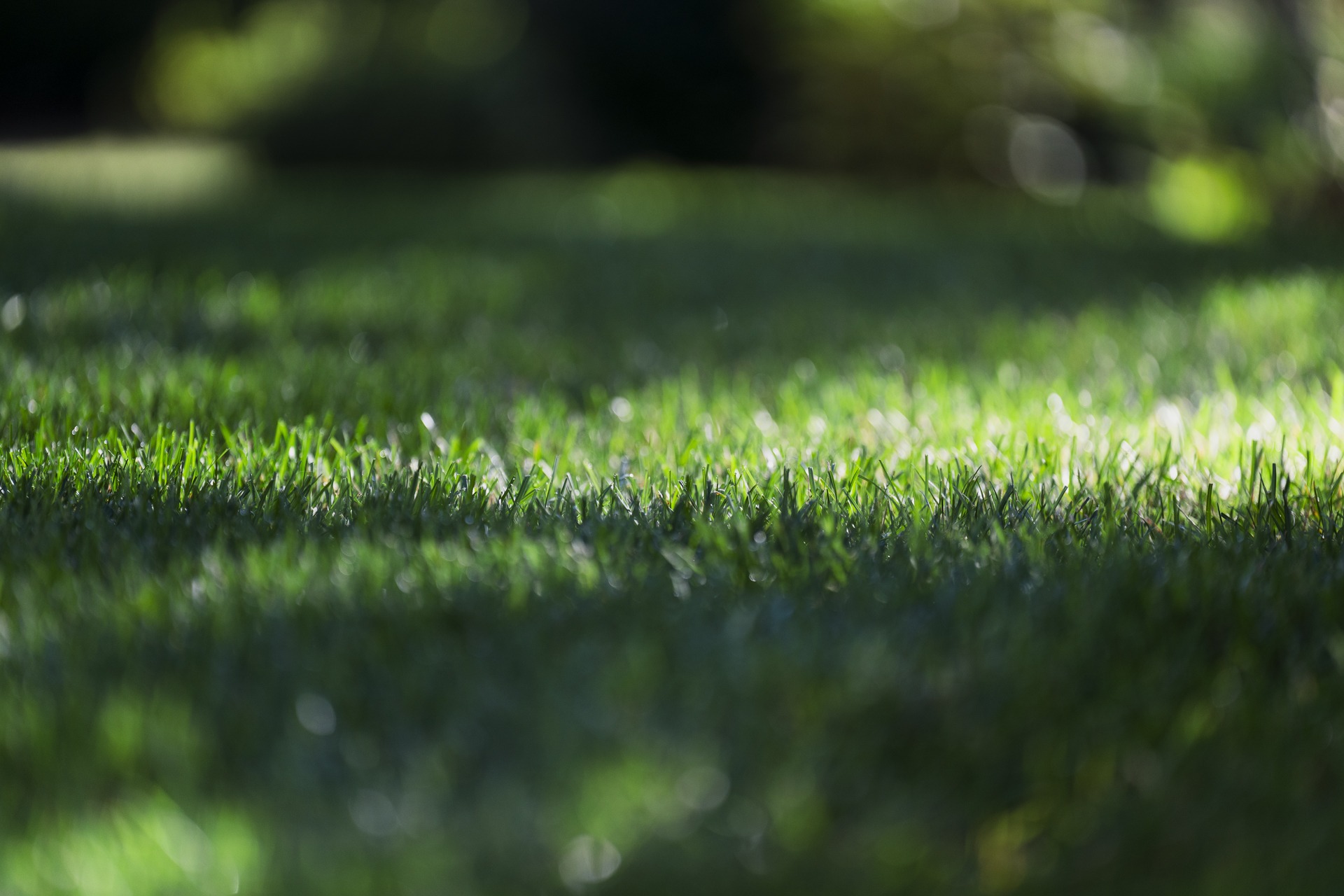 Close-up of sunlit green grass lawn