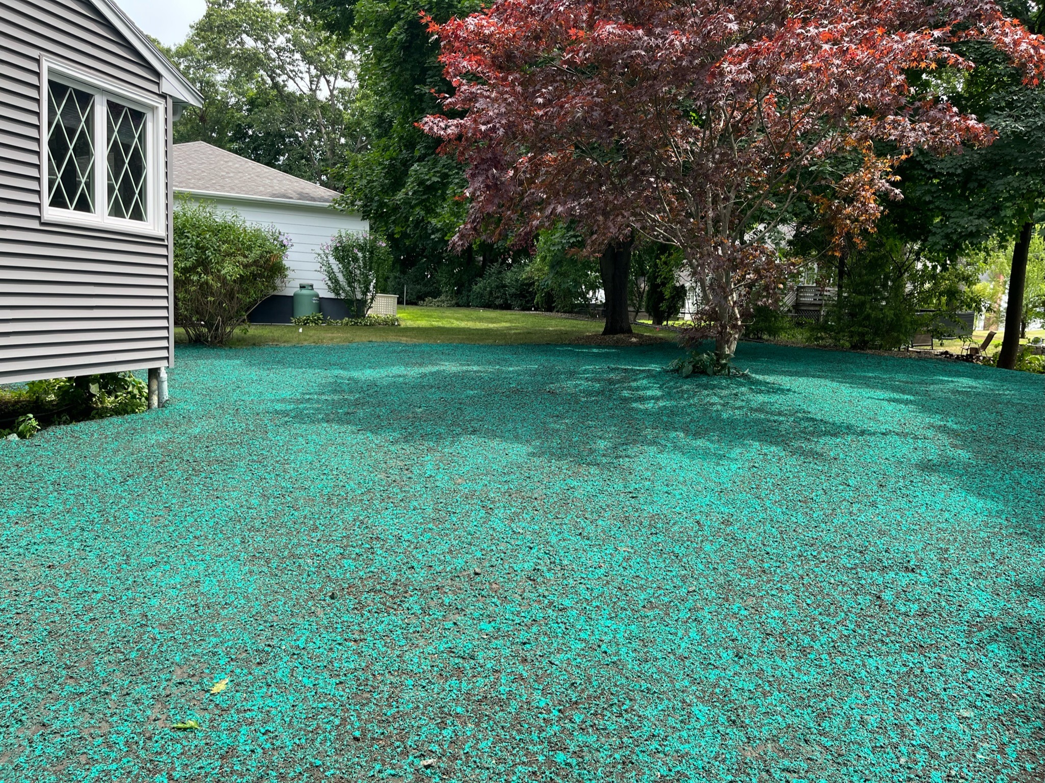 Freshly hydroseeded backyard with tree and suburban homes