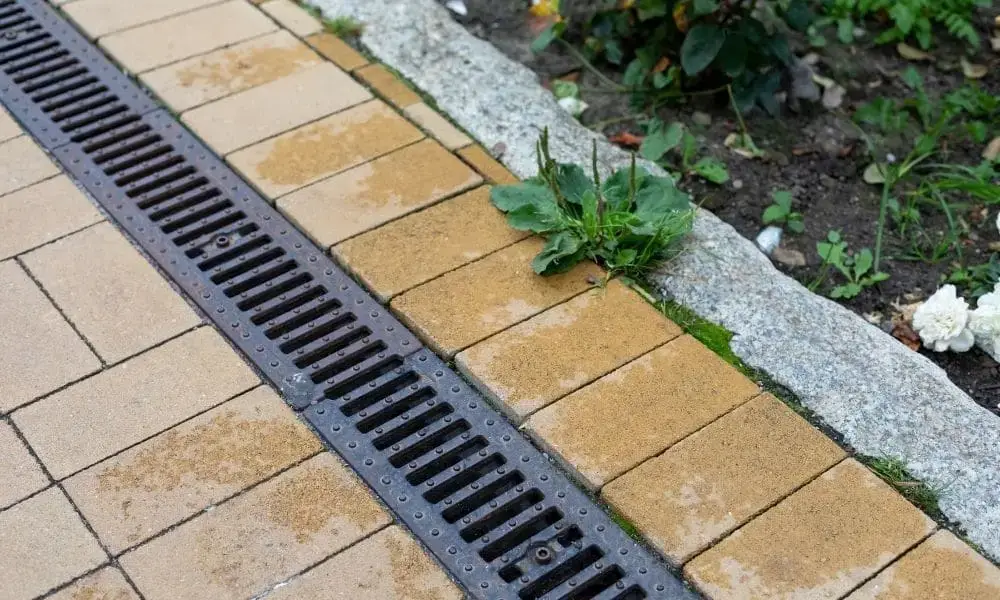 Paved walkway with drainage grate and weeds