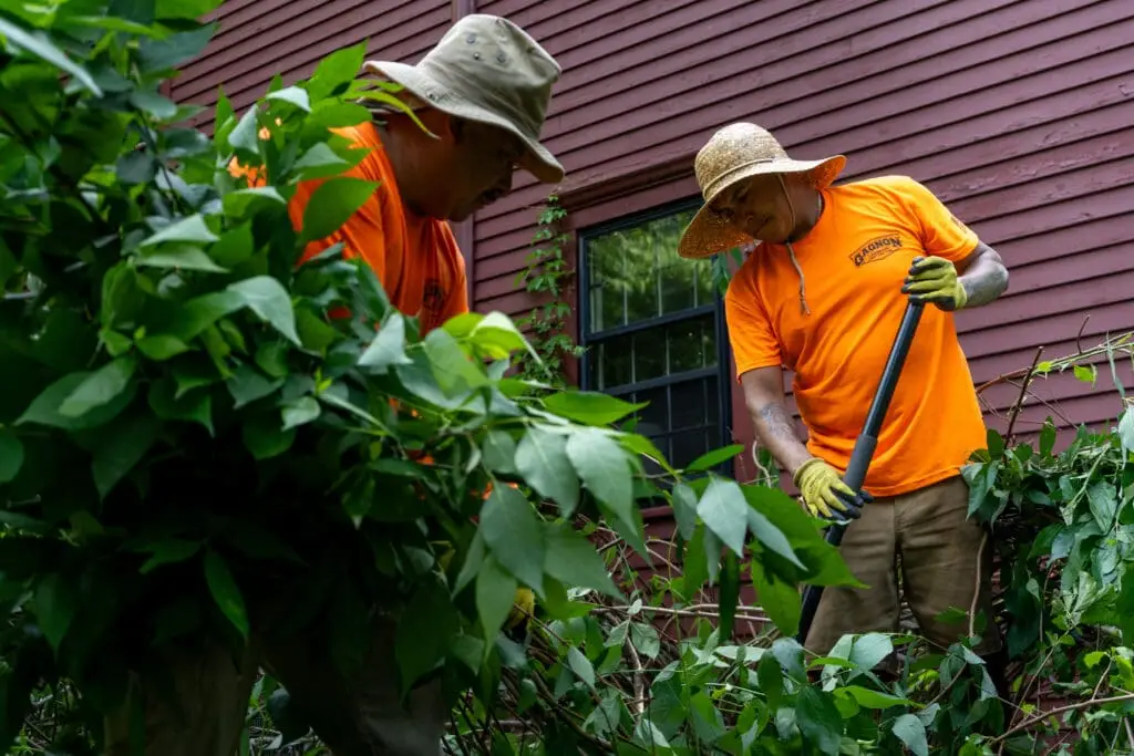 Gagnon landscape contracting team members removing plants