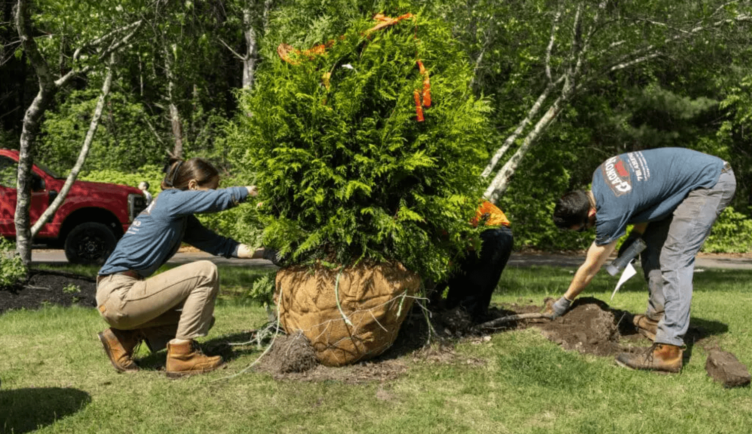 Three people planting large tree in yard