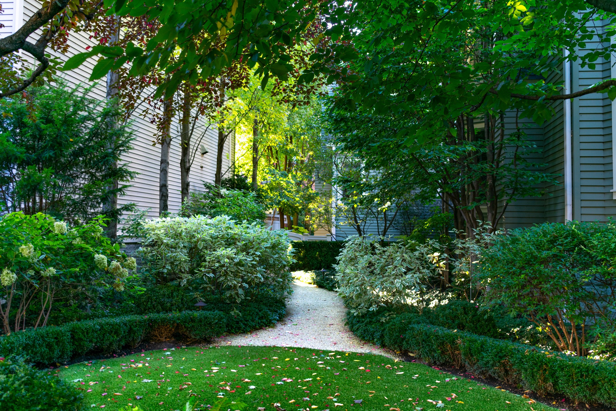 Lush garden pathway between residential homes