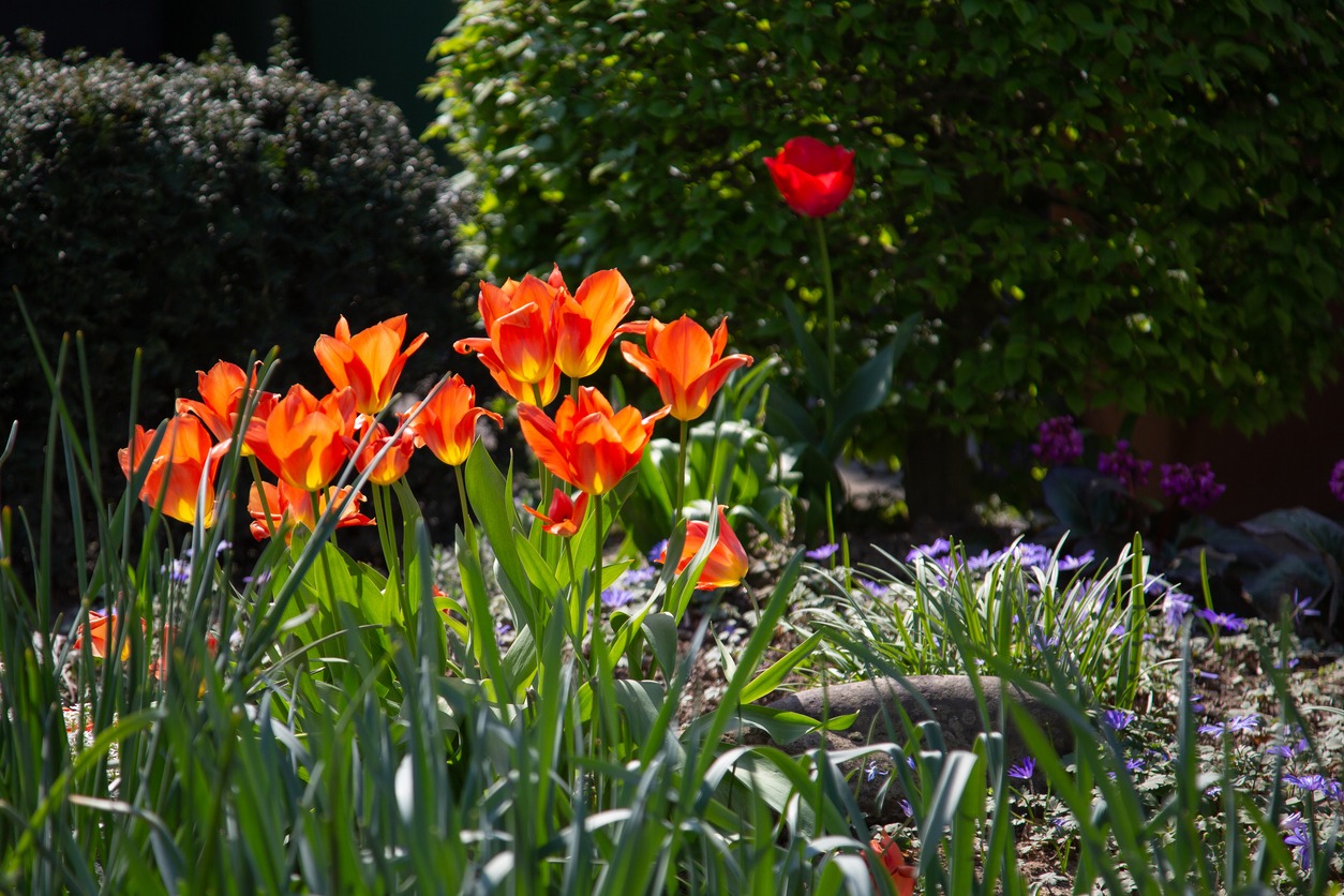 Bright orange tulips blooming in sunny garden