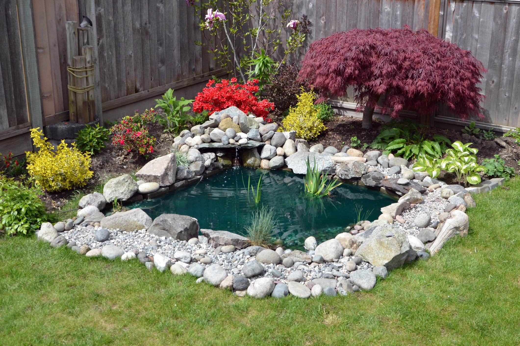 Landscaped backyard pond with rocks and red maple