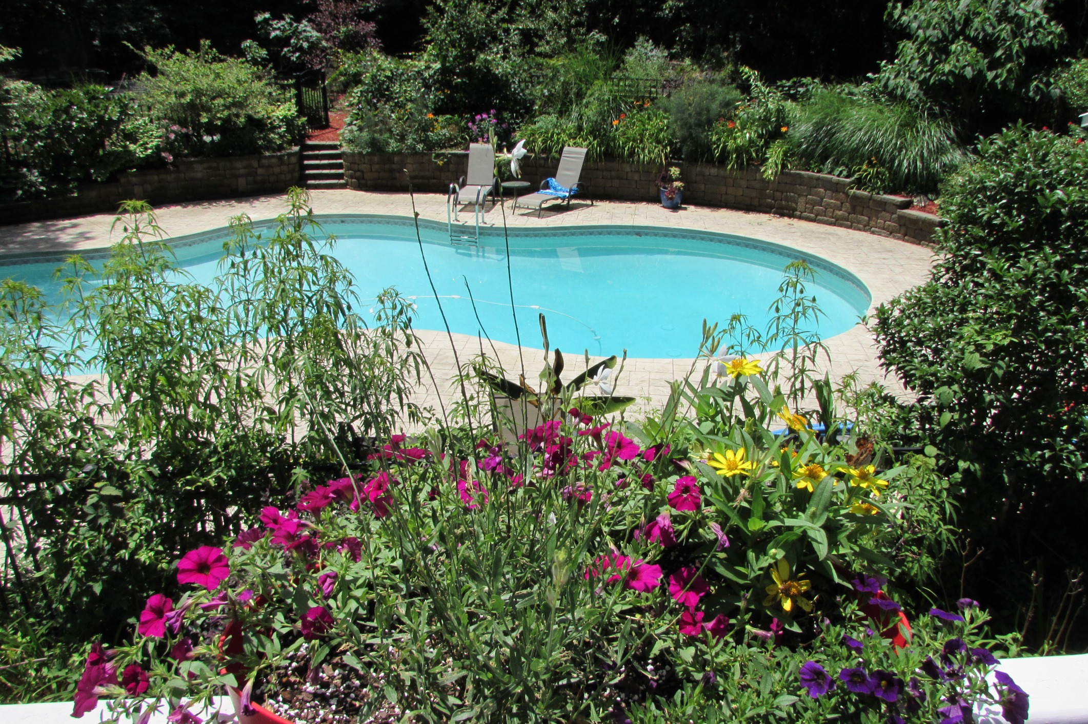 Backyard swimming pool surrounded by lush garden flowers
