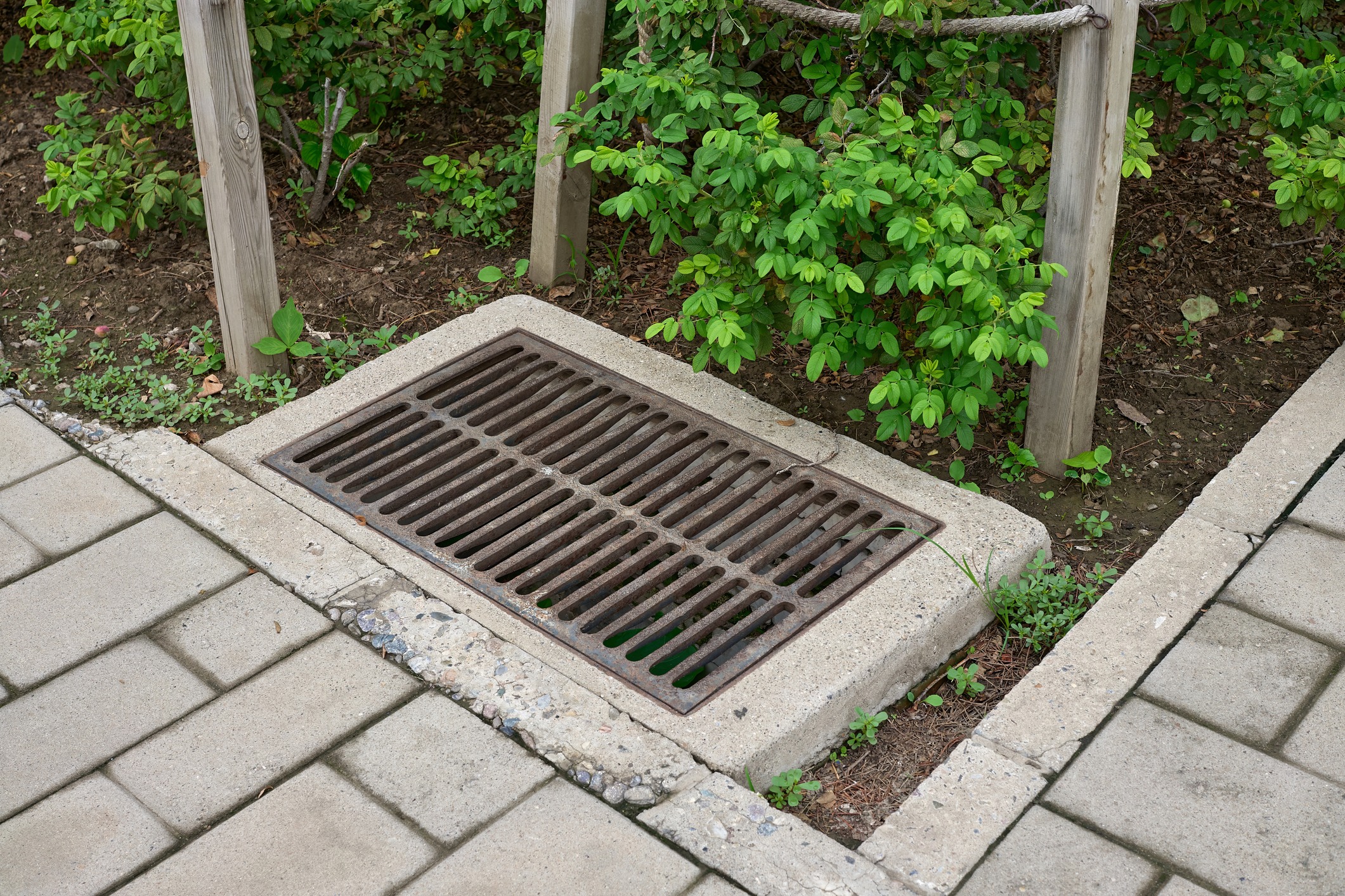 Storm drain grate beside sidewalk and shrubs
