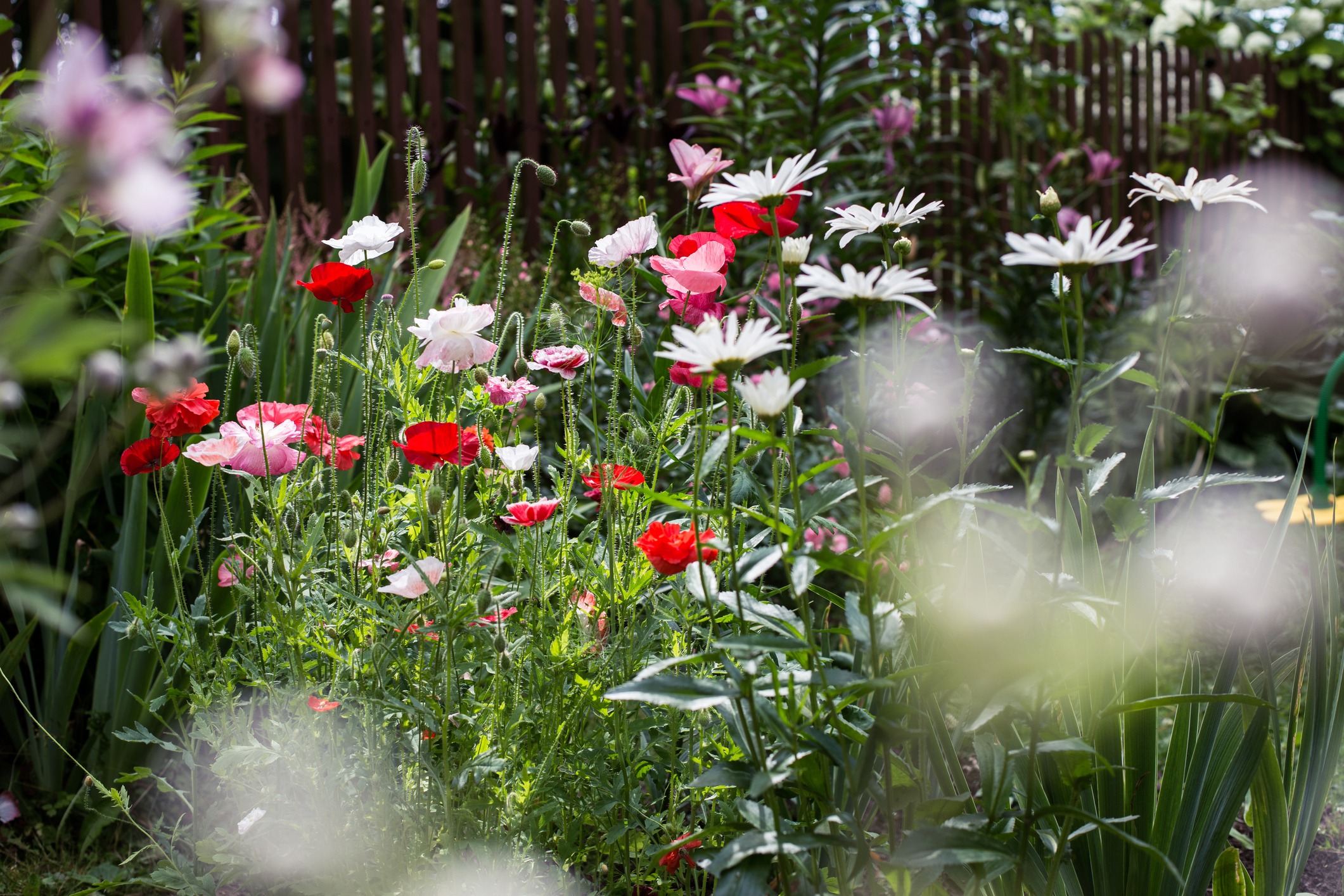 Colorful poppies and daisies in lush garden bed