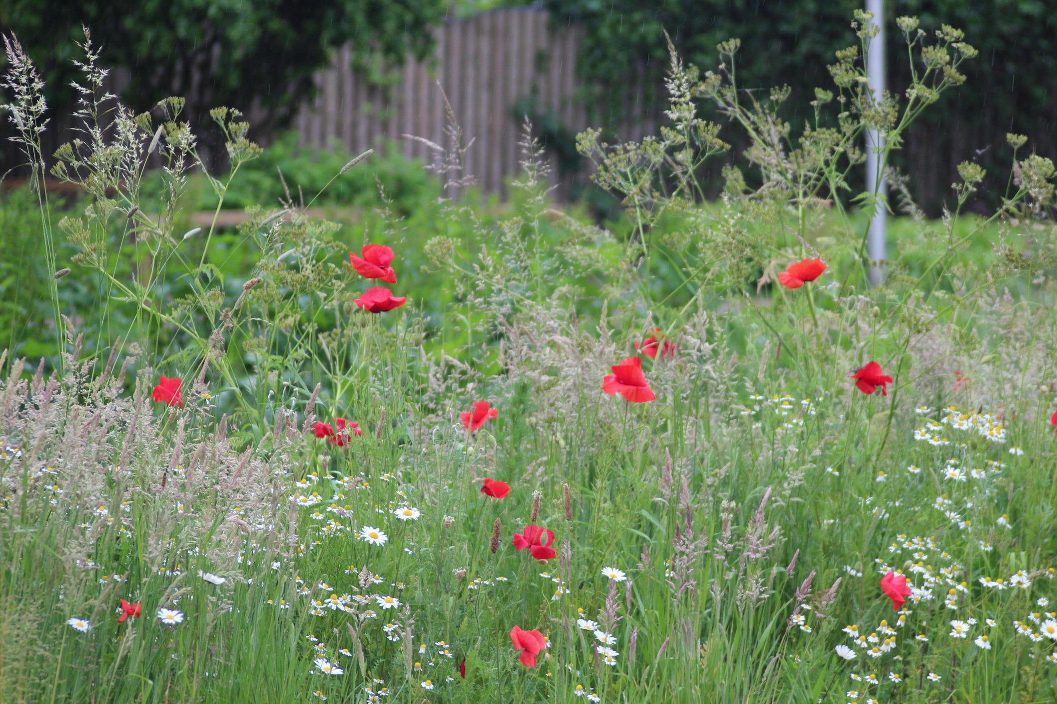 Red poppies and daisies in grassy meadow